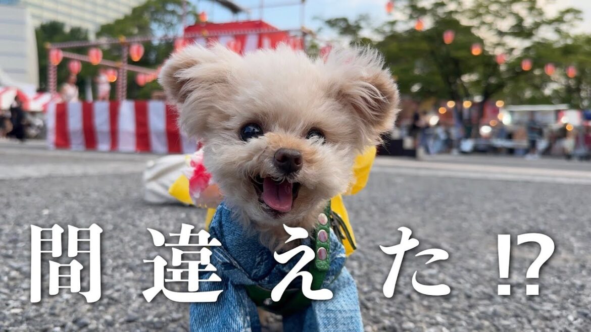 盆踊りにきたはずが・・・【トイプードル】