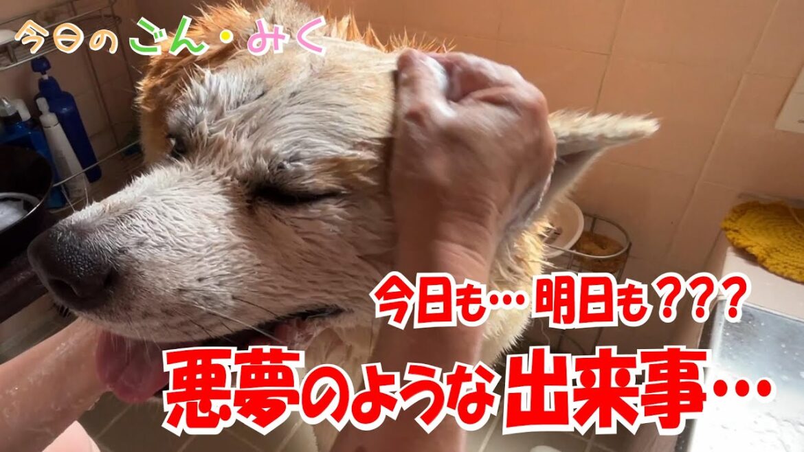 今日も…明日も??? 「悪夢のような出来事…」 今日のごん・みく♡ 秋田犬【ごん・みく チャンネル】 今日も…明日も??? 「悪夢のような出来事…」 今日のごん・みく♡ 秋田犬【ごん・みく チャンネル】