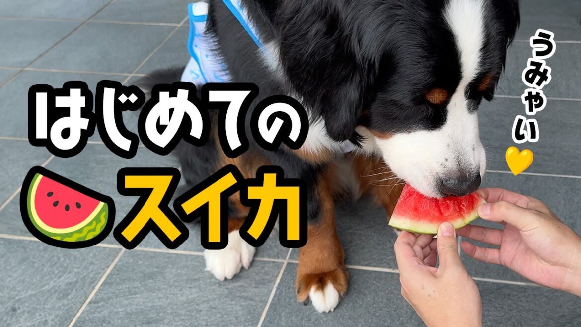 はじめてのスイカ🍉【1歳1ヶ月バーニーズ】 はじめてのスイカ🍉【1歳1ヶ月バーニーズ】