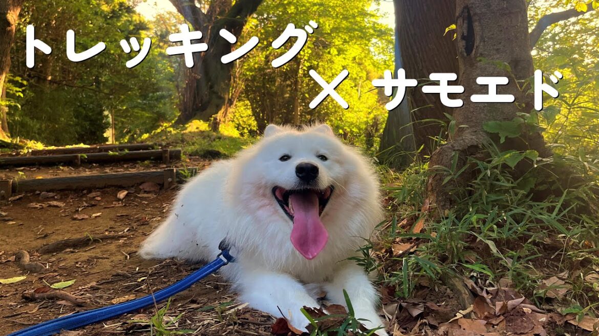 【サモエド×トレッキング】山奥で緊急停止。帰りたくないサモエドのムンしゃん