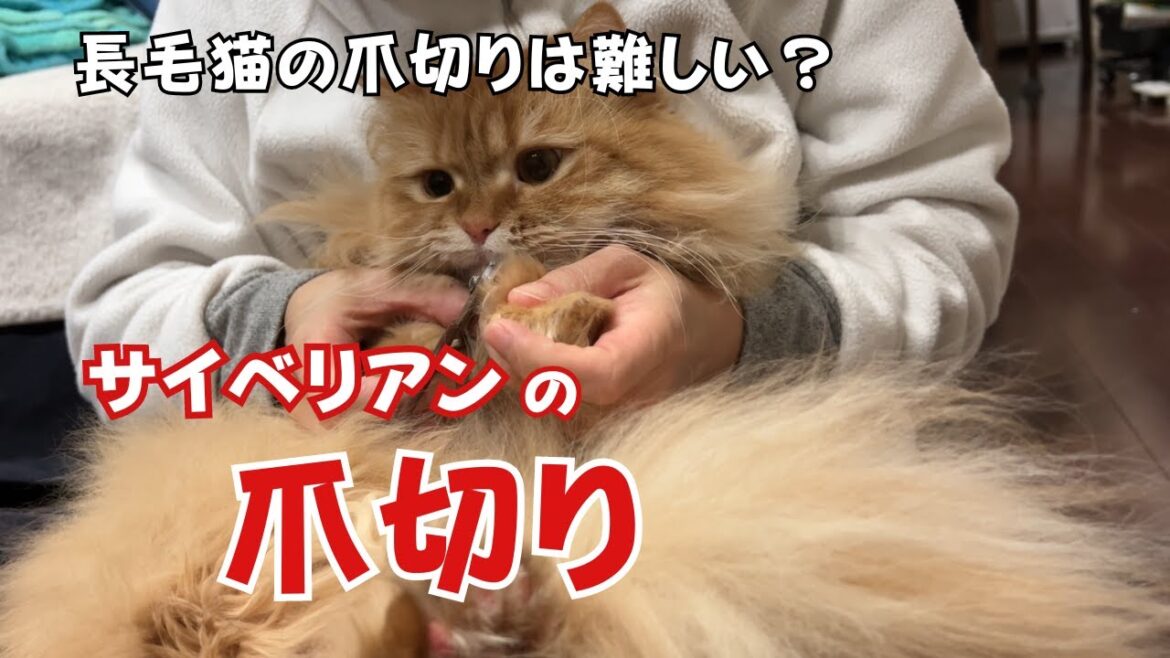 【サイベリアンの爪切り】長毛猫の爪切りは難しい？