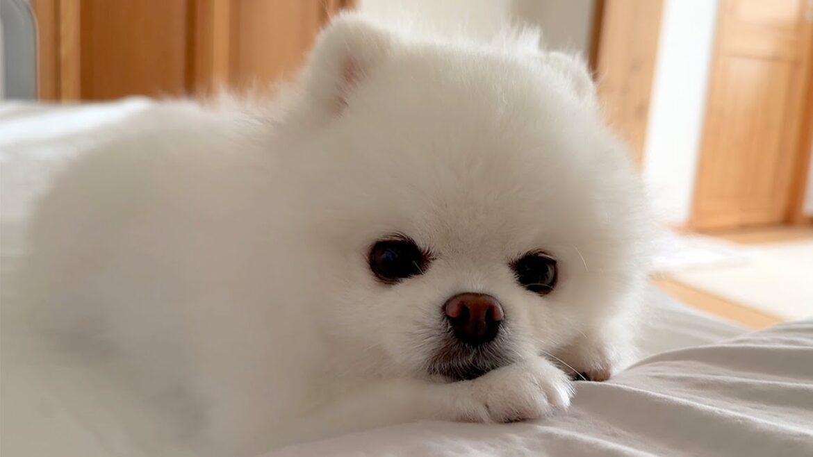 ポメラニアンと一緒に寝ると起こること
