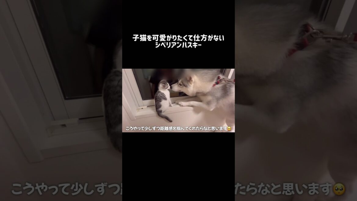 子猫を可愛がりたくて仕方がないシベリアンハスキー#シベリアンハスキー #ハスキー #子猫 子猫を可愛がりたくて仕方がないシベリアンハスキー#シベリアンハスキー #ハスキー #子猫