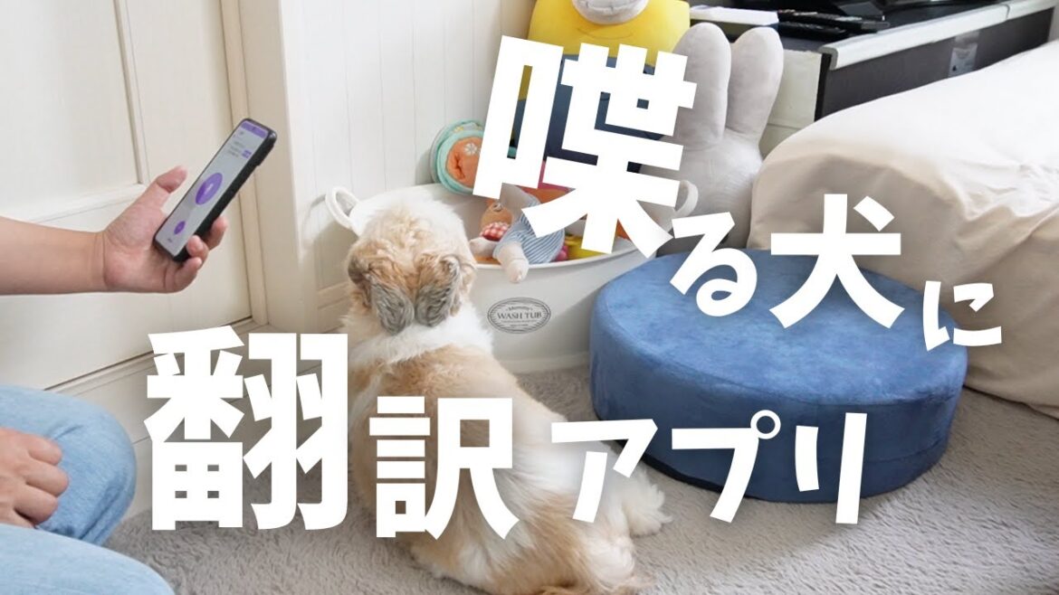 【シーズー】ブツブツ何を言っているのか初めて翻訳アプリで調べてみたら想像と違ったwww～多頭飼い～チワワ シーズー ミニチュアピンシャー トイプードル
