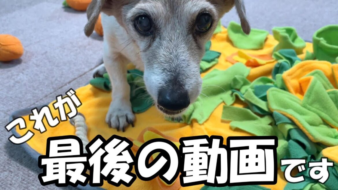 【17歳ハイシニア犬】一生懸命ノーズワークをする姿が愛おしすぎた！