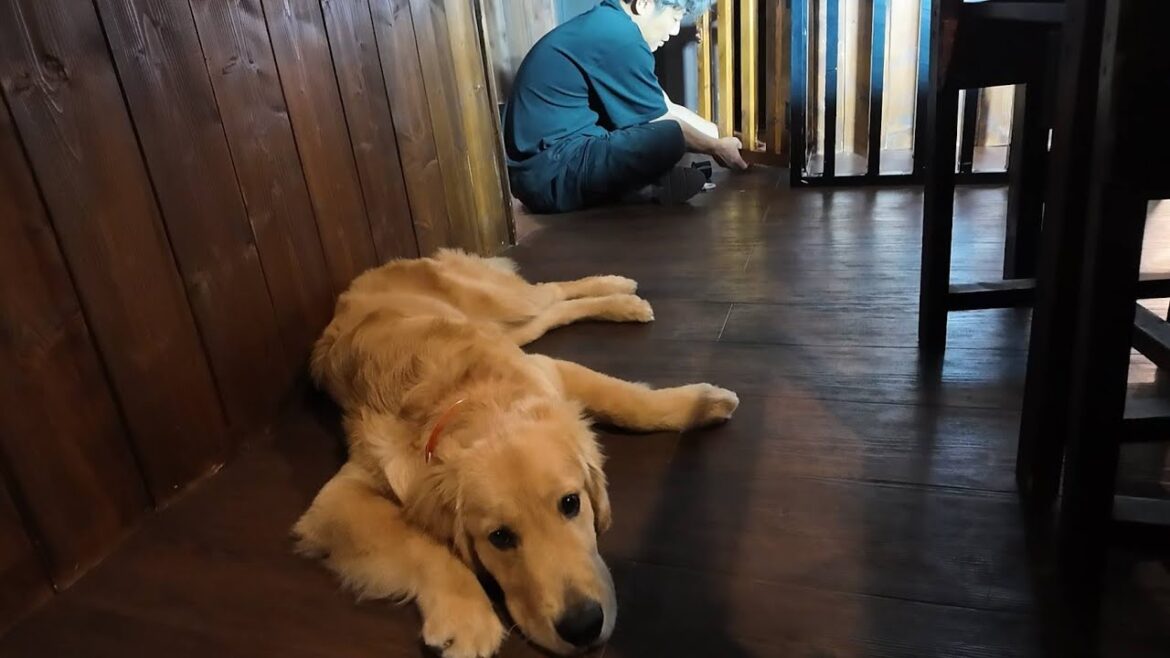成長した喜びと同時に寂しい気持ちになる。これがゴルなんです。【Golden Retriever japan】