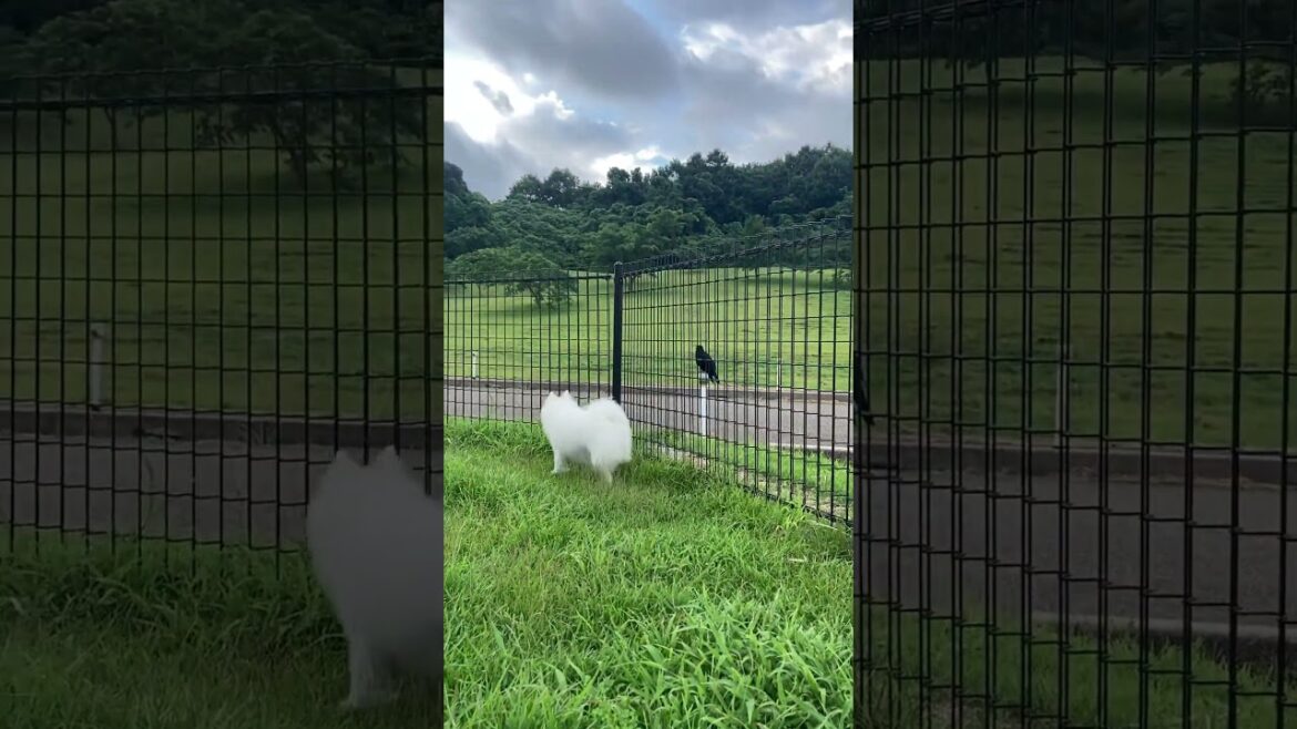 カラスにキレる犬　#日本スピッツ #カラス