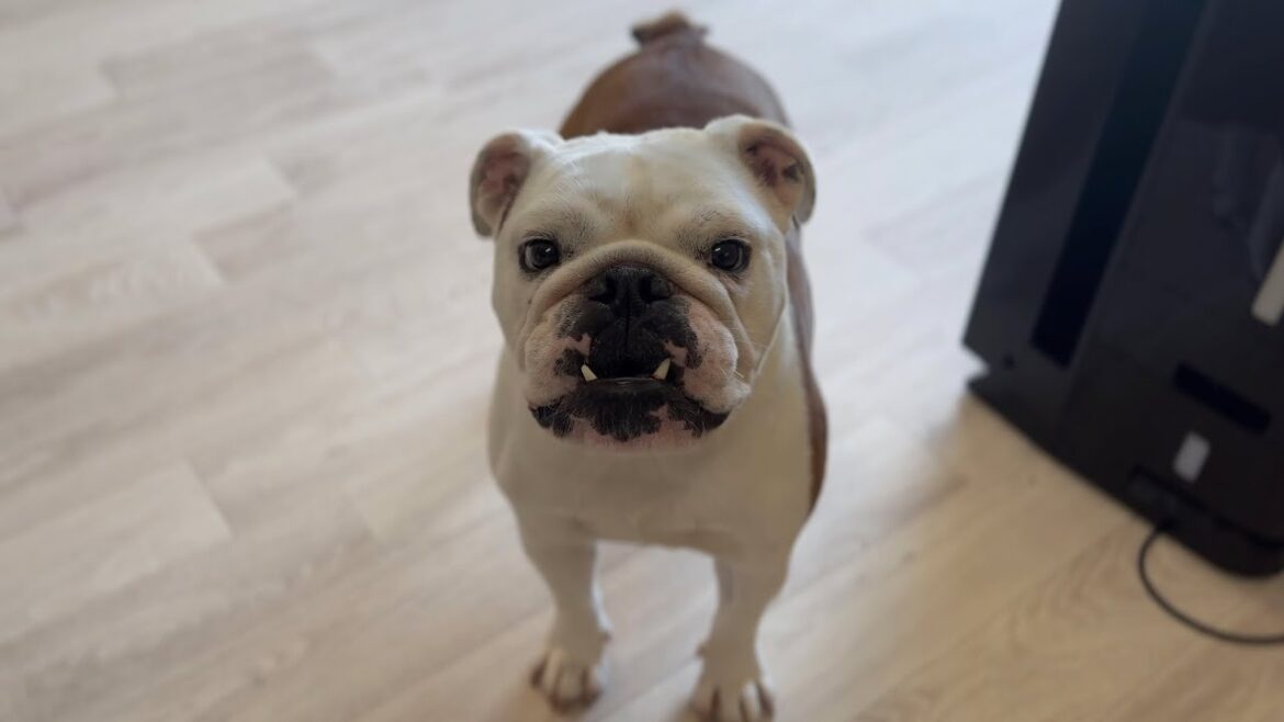 兄犬へのお願いを直接言えない全力まるこが可愛すぎる
