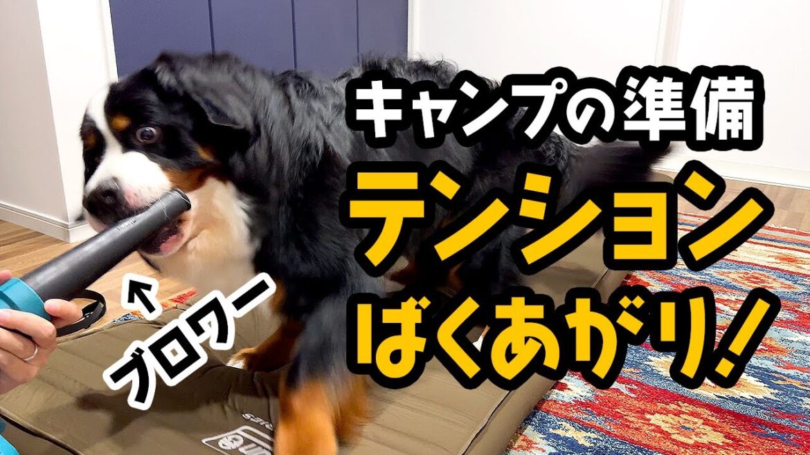 キャンプの準備 ブロワーにテンションばくあがり!【1歳1ヶ月バーニーズ】 キャンプの準備 ブロワーにテンションばくあがり!【1歳1ヶ月バーニーズ】