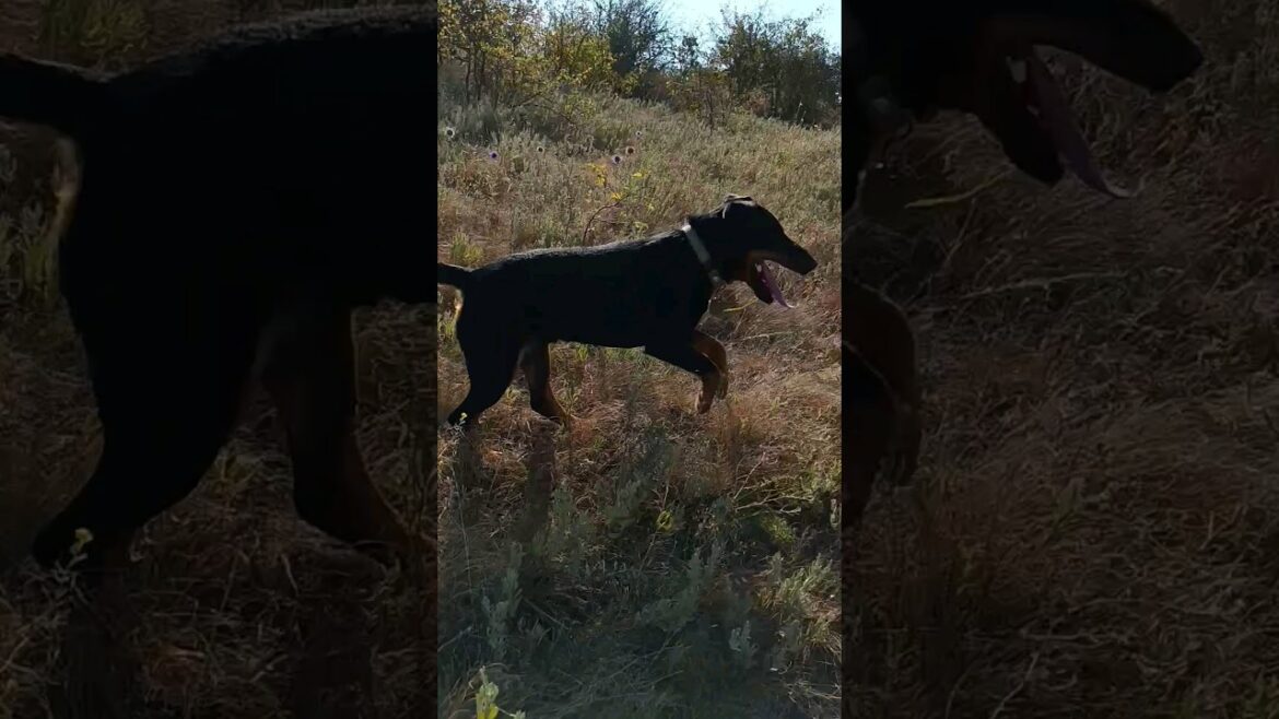 ⚡Рубик⚡красота ягдтерьер german jagdterrier hunting dog nature
