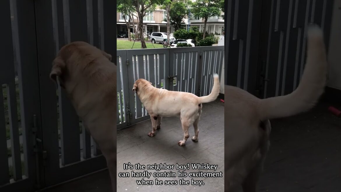 Nothing Can Be Missed! - A Day in the Life of Whiskey: The Curious Guarddog #shorts #labrador #반려견