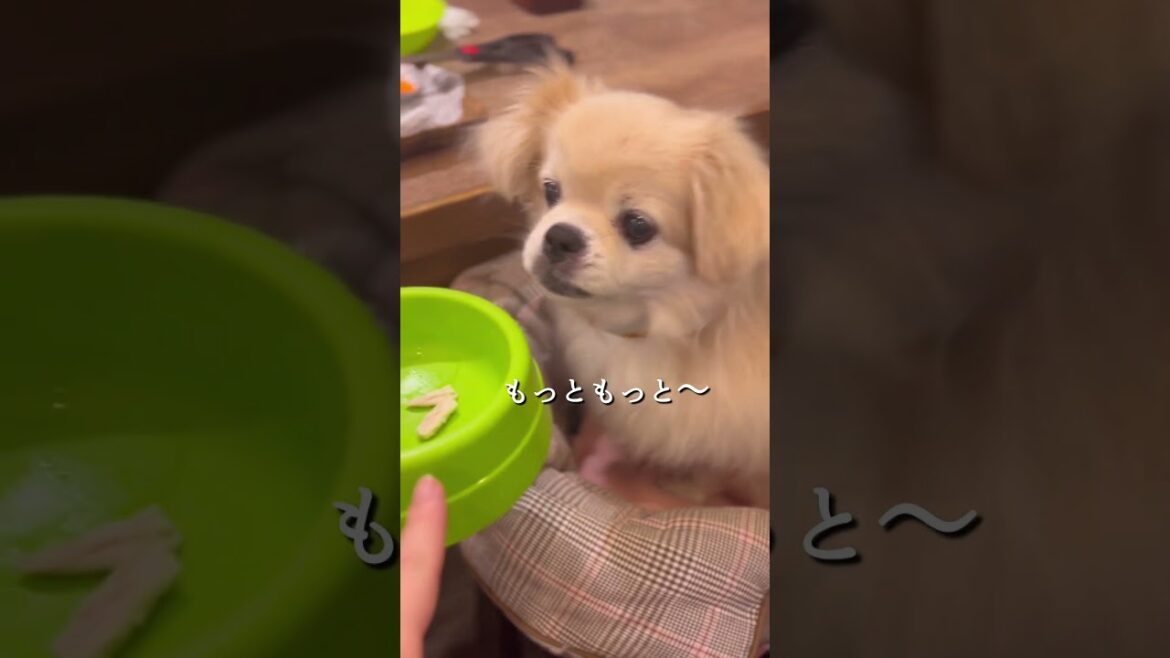 【 #お肉待てチャレンジ 】チベタンスパニエルのこまりちゃんが挑戦してくれました‪︎💕