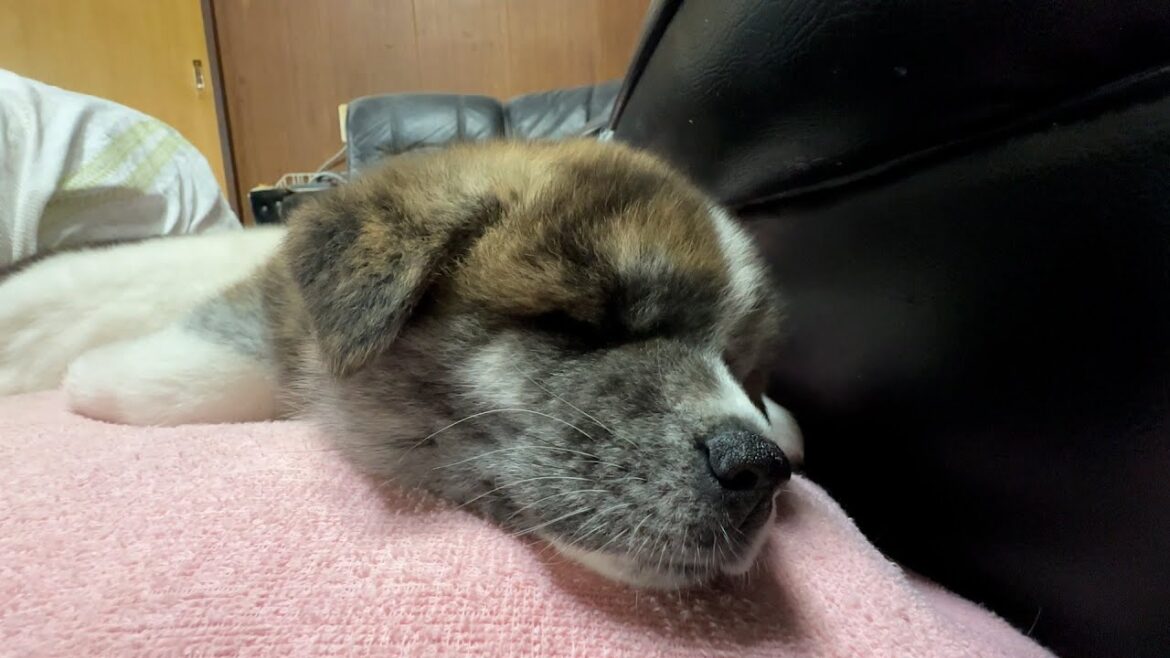 今はもう秋…。秋の夜長をスヤスヤ眠る秋田犬とともに