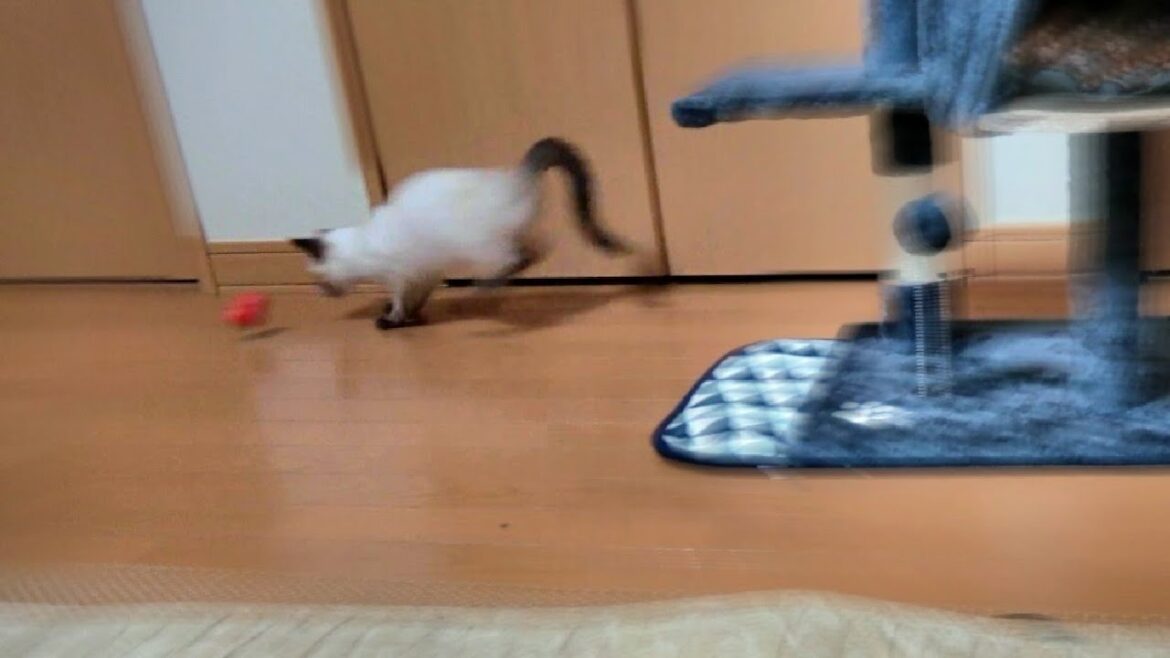 シャム子猫が転がしてたダルマが誤って狭い隙間に入ってしまった結果🤭