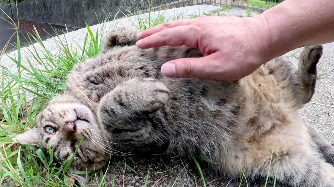 太ったキジトラ猫がノシノシと歩いてモフられにやって来た 太ったキジトラ猫がノシノシと歩いてモフられにやって来た