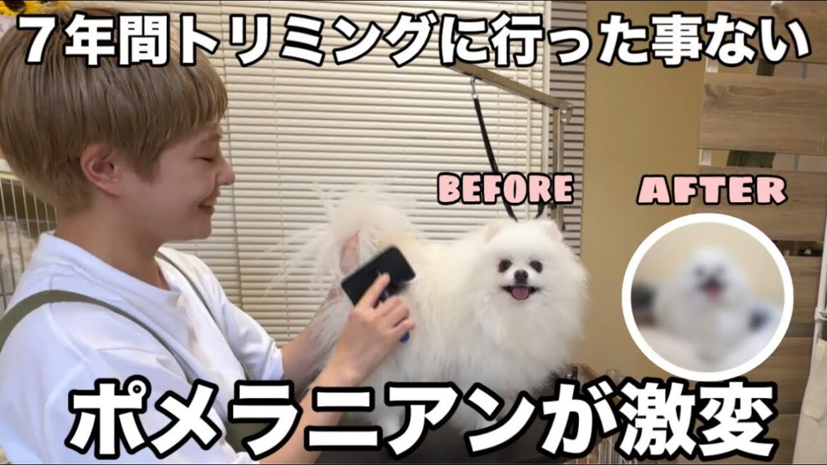 超有名なポメラニアンブリーダーのサロンで初めてトリミング行ったらメルちゃん激変しちゃいました