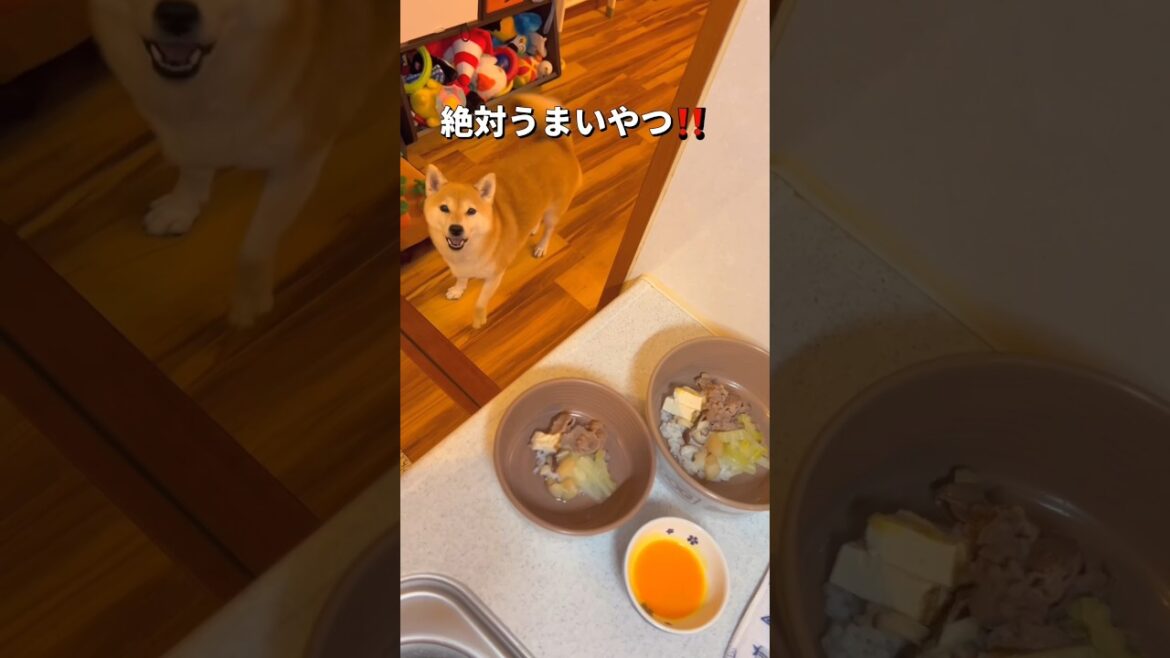 今日のポンチビの夜ご飯🐶🐶❤️#柴犬 #チワワ #shorts
