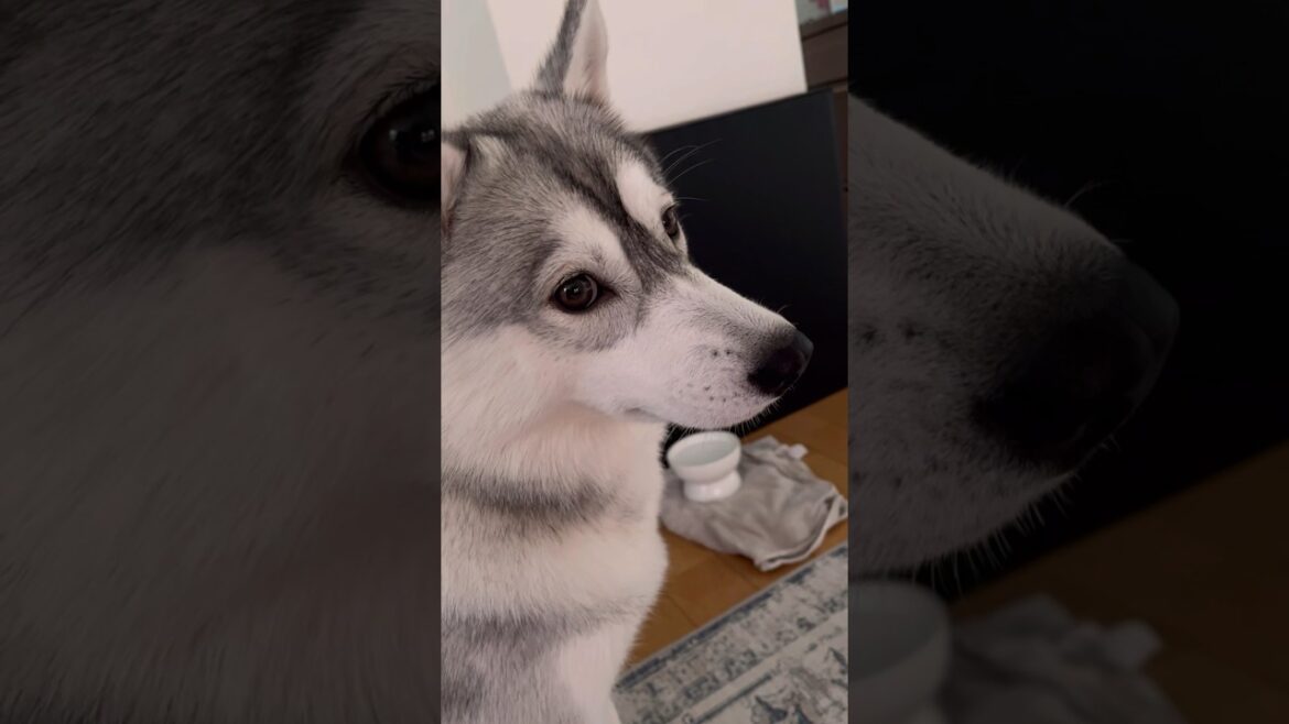 妹に何やら不満がある姉#シベリアンハスキー #ハスキー #ハスキー犬