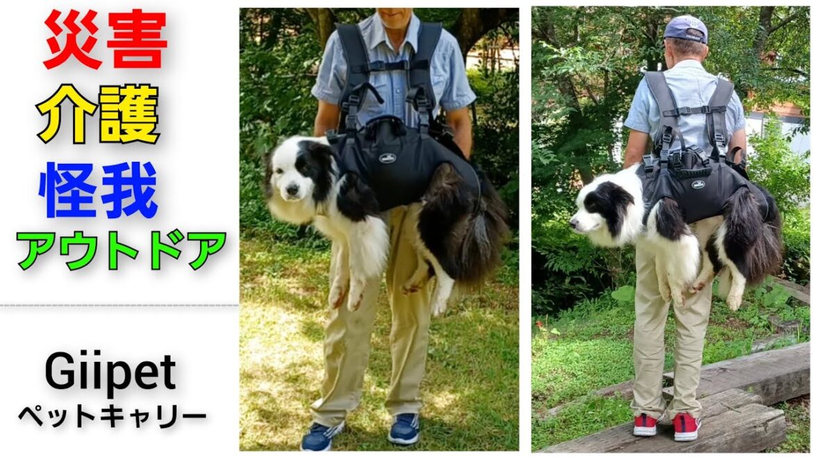 災害・介護・怪我・アウトドアに活躍するペットキャリー/Giipet【ボーダーコリー犬】 災害・介護・怪我・アウトドアに活躍するペットキャリー/Giipet【ボーダーコリー犬】