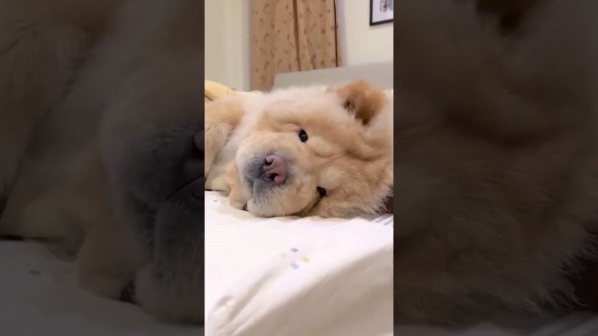 チャウチャウさん見て癒されたら寝ろｗｗｗ #犬 #チャウチャウ #ペット #可愛い #癒し #動物 #犬のいる暮らし