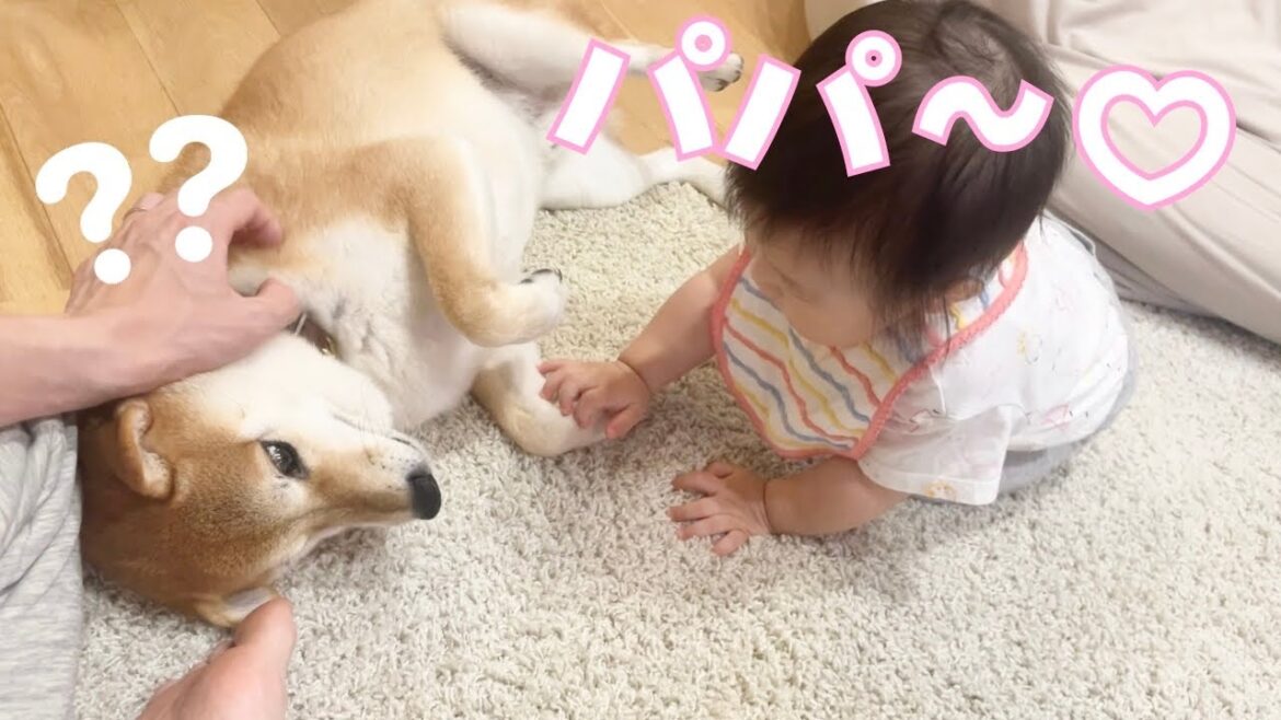 次女が柴犬をパパと認識してしまい困っている 次女が柴犬をパパと認識してしまい困っている