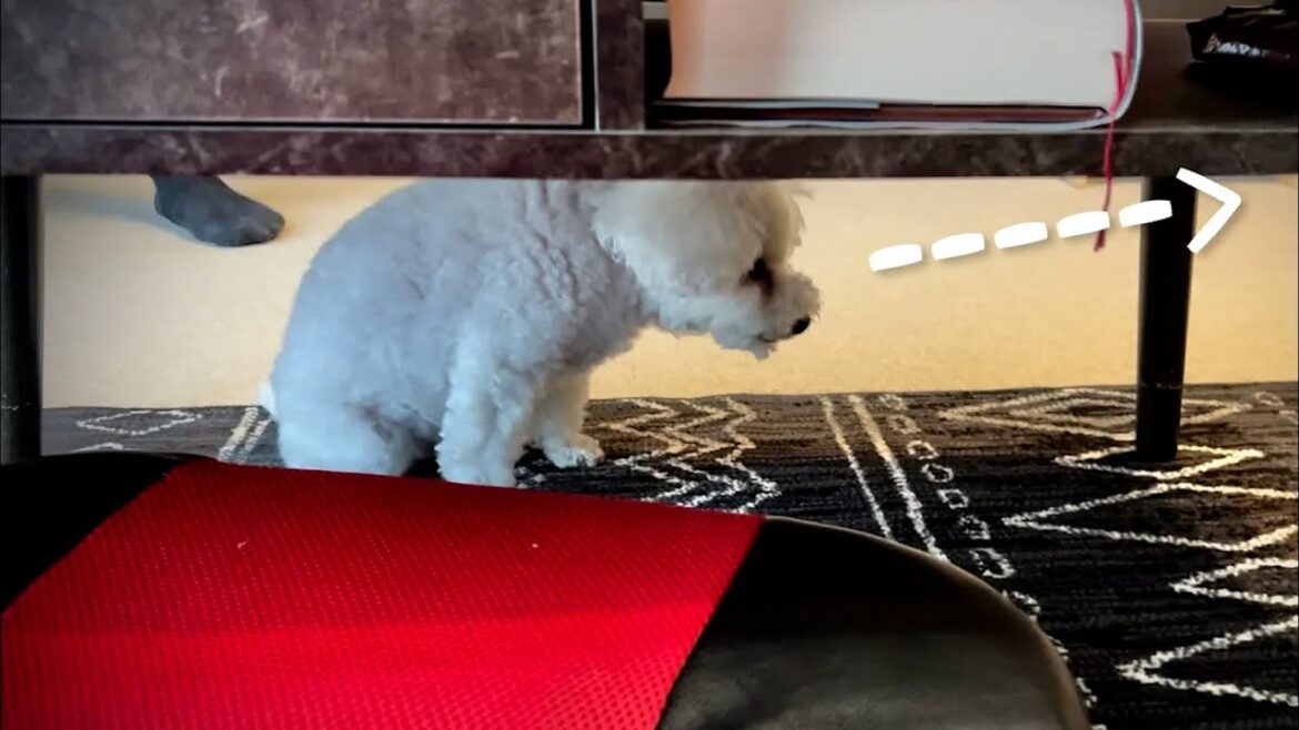 我が家に来た新しいペットに怯える犬。