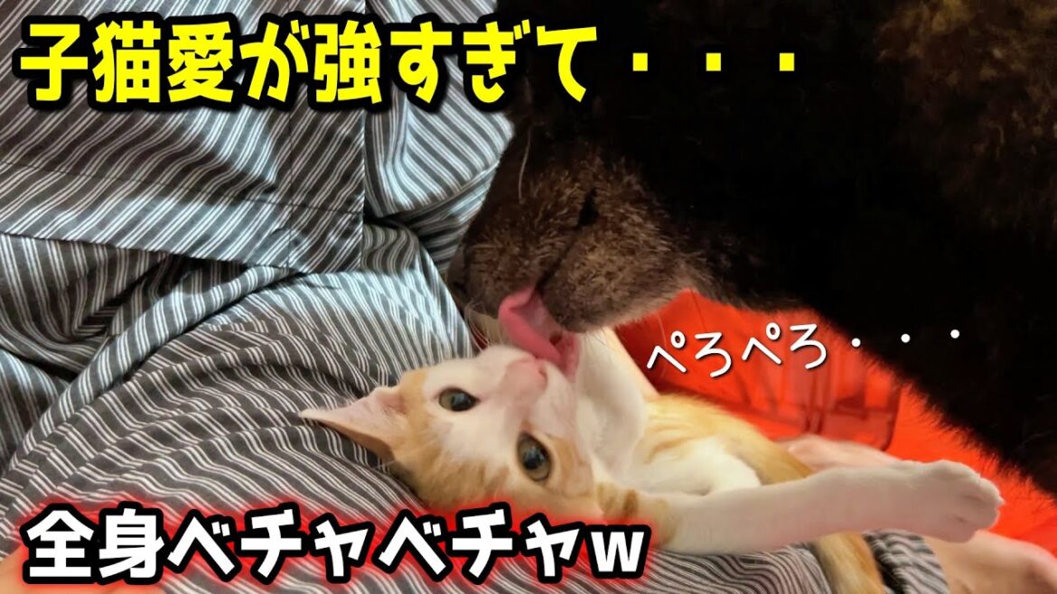 【ほっこり】テントで遊んでたら、子猫を心配した甲斐犬一休が・・・