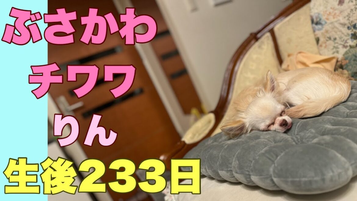 ぶさかわチワワりん。生後233日【vlog】