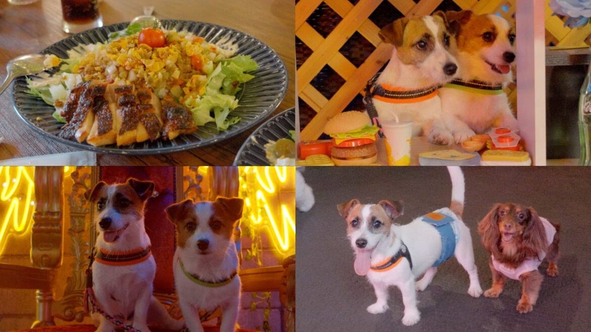 【子供・犬OK】京都のお洒落な室内ドッグラン付きカフェでおもちゃ対決をしました/ジャックラッセルテリア