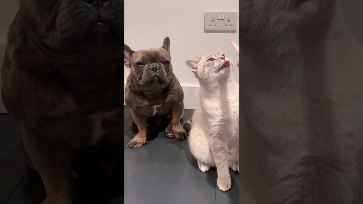 フレブルさん見て癒されたら寝ろwww #動物 #犬 #フレンチブルドック  #2ch動物スレ フレブルさん見て癒されたら寝ろwww #動物 #犬 #フレンチブルドック  #2ch動物スレ