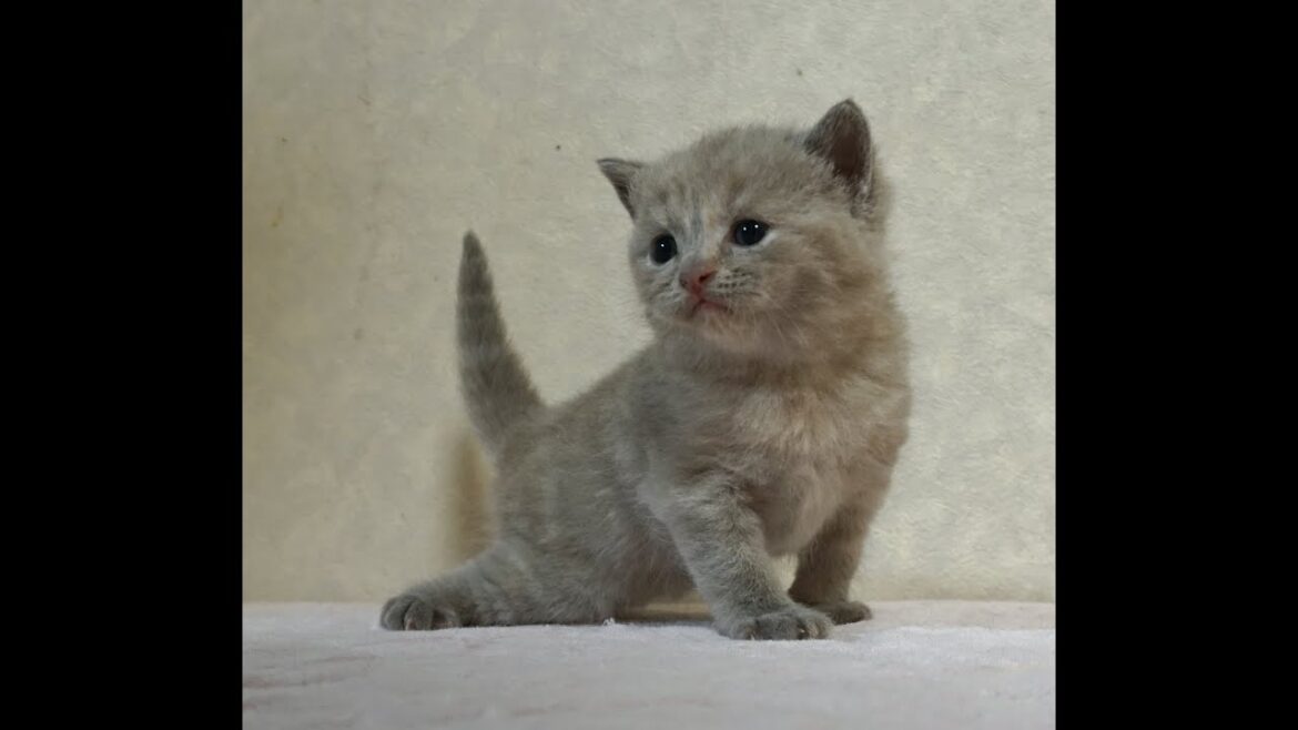 ブリティッシュショートヘアー子猫　British Shorthair　2024.8.3産まれ　ライラックトーティー　女の子　シーダキャット猫のお店