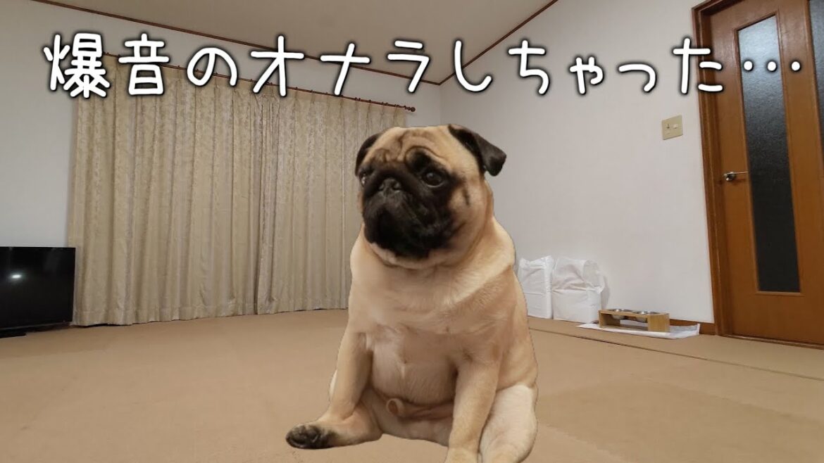 (※すぐ削除します) パスタ君が過去一の爆音おならをしたので聴きたい人はお早めに (※すぐ削除します) パスタ君が過去一の爆音おならをしたので聴きたい人はお早めに