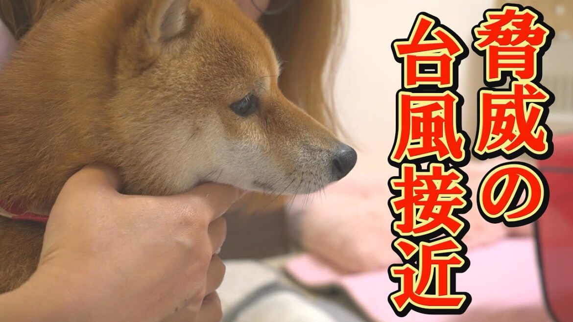 凄まじい雨風の音に、怯えてしまう柴犬・・・
