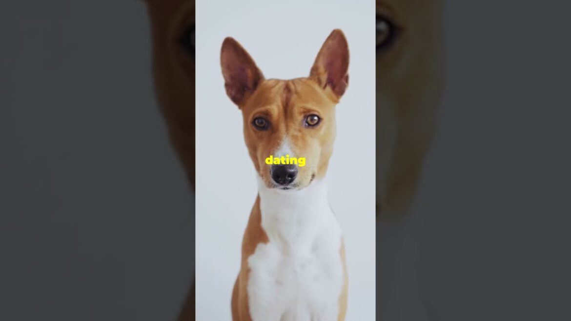 Mind Blowing Basenji Facts You Didn't Know!
