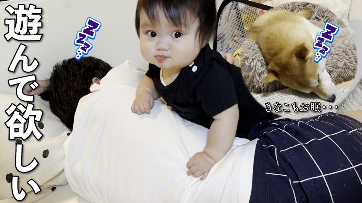 柴犬と遊びたいけど寝てるから寝てるパパを起こす赤ちゃん