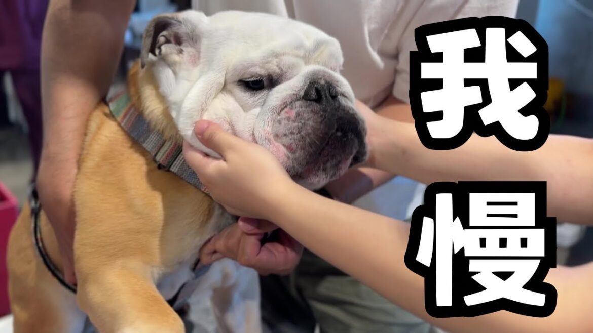 病院で嫌な事にも文句一つ言わずに頑張ったブルドッグのぶるまるに、サプライズ御褒美あげたらテンション爆上がりしてくれました!
