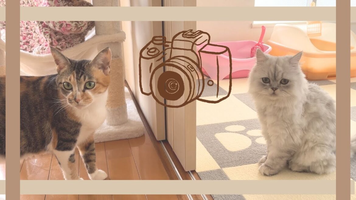 【ペルシャ猫】え、2匹で写真を撮れるようになったの！？威嚇してたんじゃ…！？