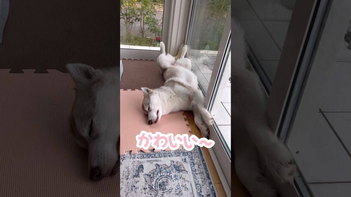 これがハスキーの寝相です… #シベリアンハスキー #ハスキー #ハスキー犬