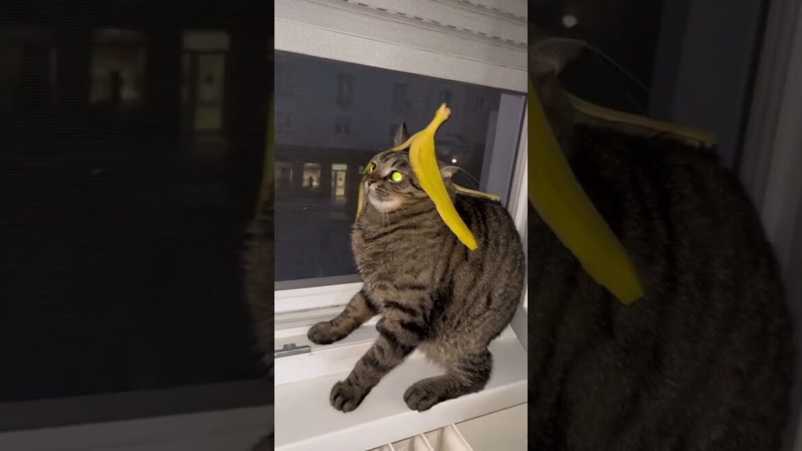 #42 Pet Living Daily 🐱❤️🐶 The Happy Life of Cats #cat #dog #pet  #funny #42 Pet Living Daily 🐱❤️🐶 The Happy Life of Cats #cat #dog #pet  #funny