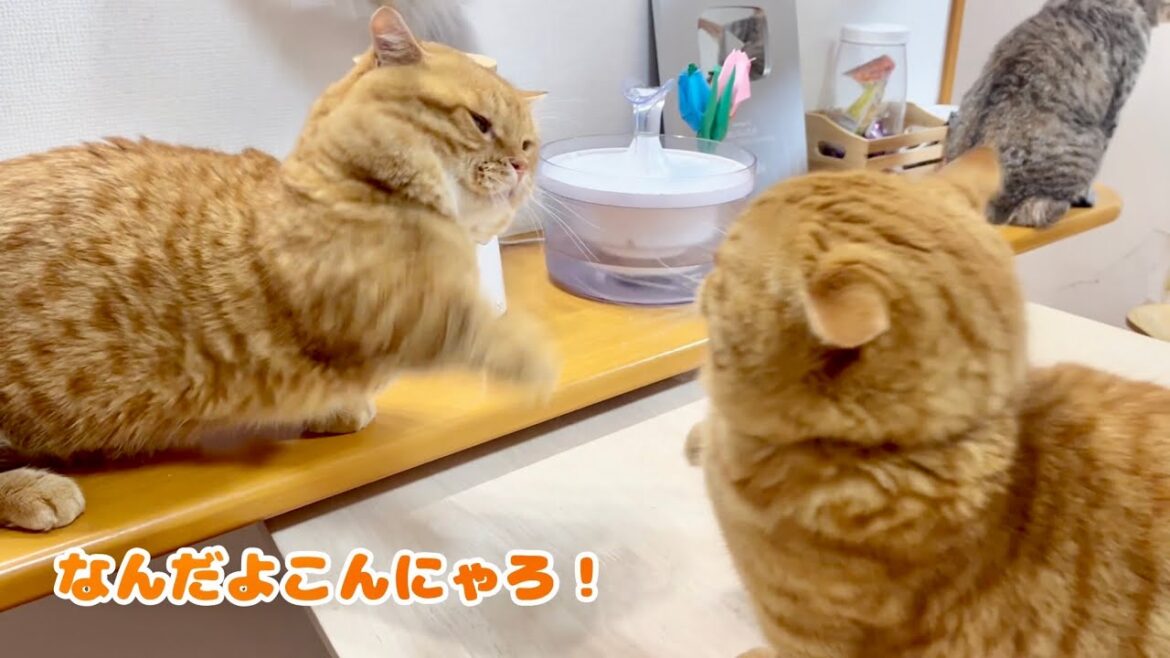 決して当たらないマンチカンパンチ、そして深まる謎の匂い 決して当たらないマンチカンパンチ、そして深まる謎の匂い