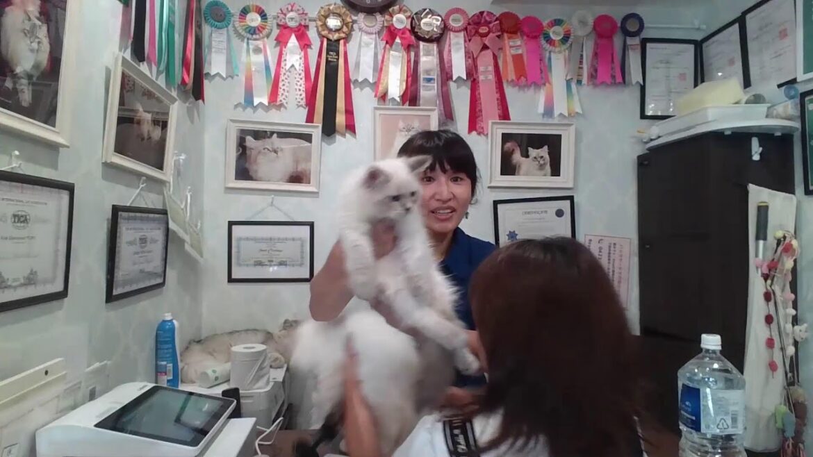 【8/30　サイベリアン子猫ご紹介live　】