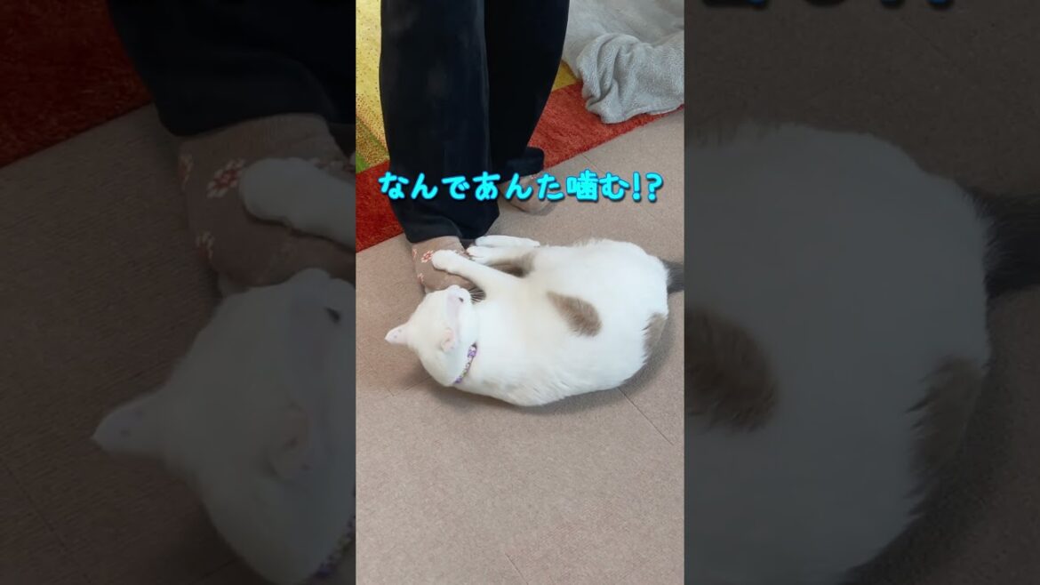 忙しいママに構ってほしくて駄々をこねる弟猫が可愛い