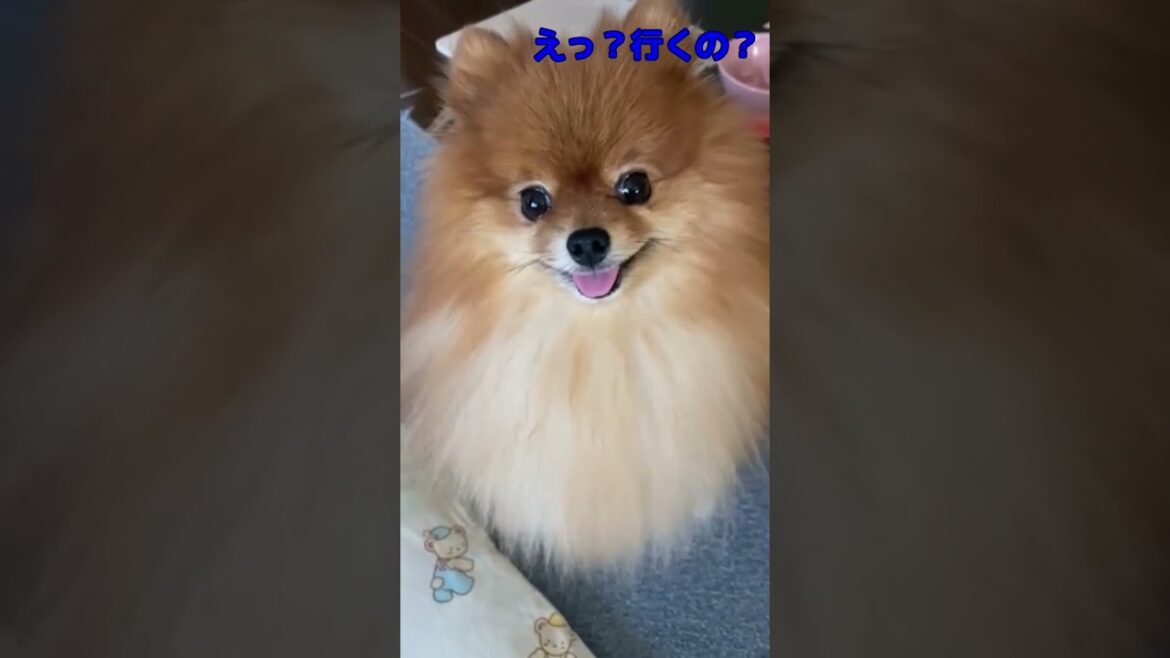 いやな事を言われたら無視をするポメラニアン　#shorts ,#ポメ,#ポメラニアン,#ポメくん #癒し #ポメちゃん #ぽめらにあん