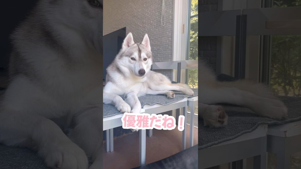 前世は貴族だったシベリアンハスキー #シベリアンハスキー #ハスキー #ハスキー犬