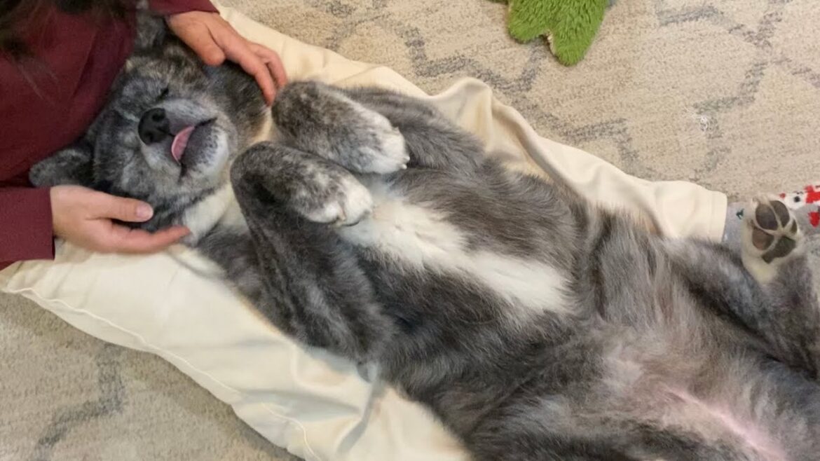 歯磨き中はぬいぐるみみたいに可愛くなる秋田犬ぱたこ【Akita-inu】