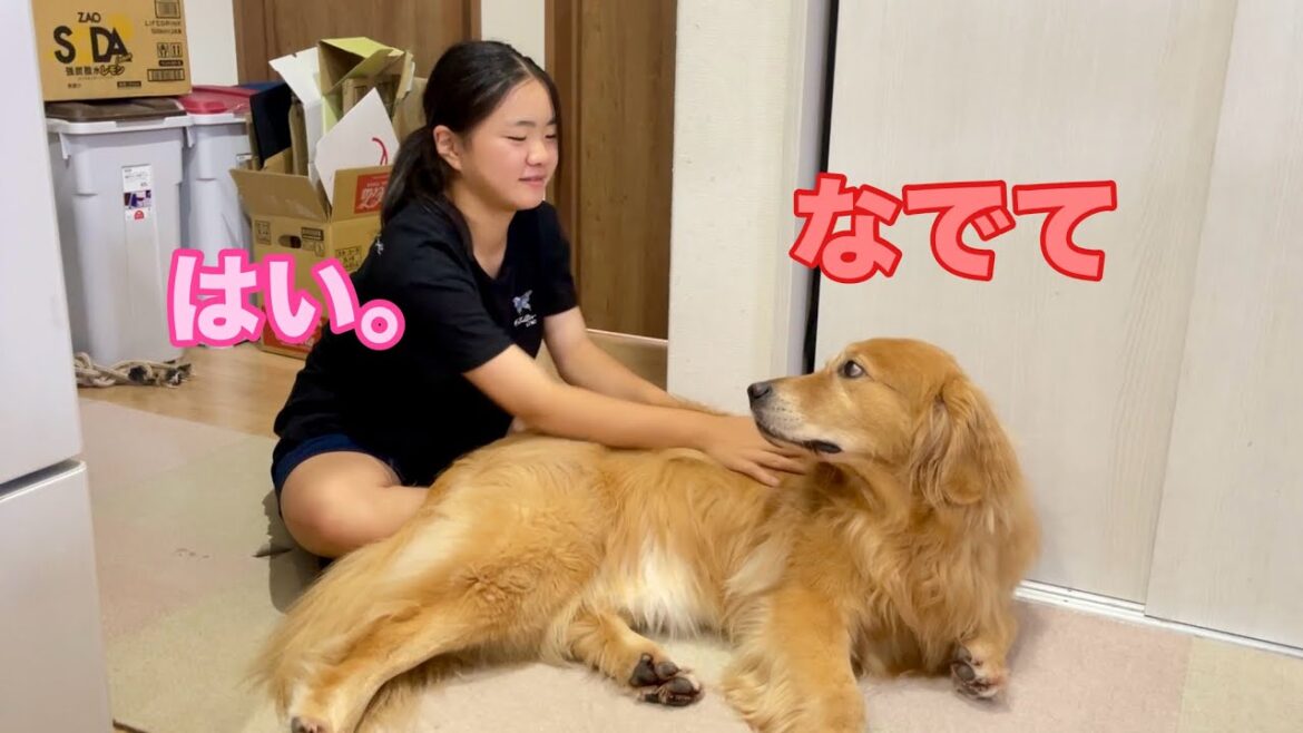 いつの間にか上下関係が逆転した姉と愛犬【ゴールデンレトリバーとミニチュアダックスフンド】