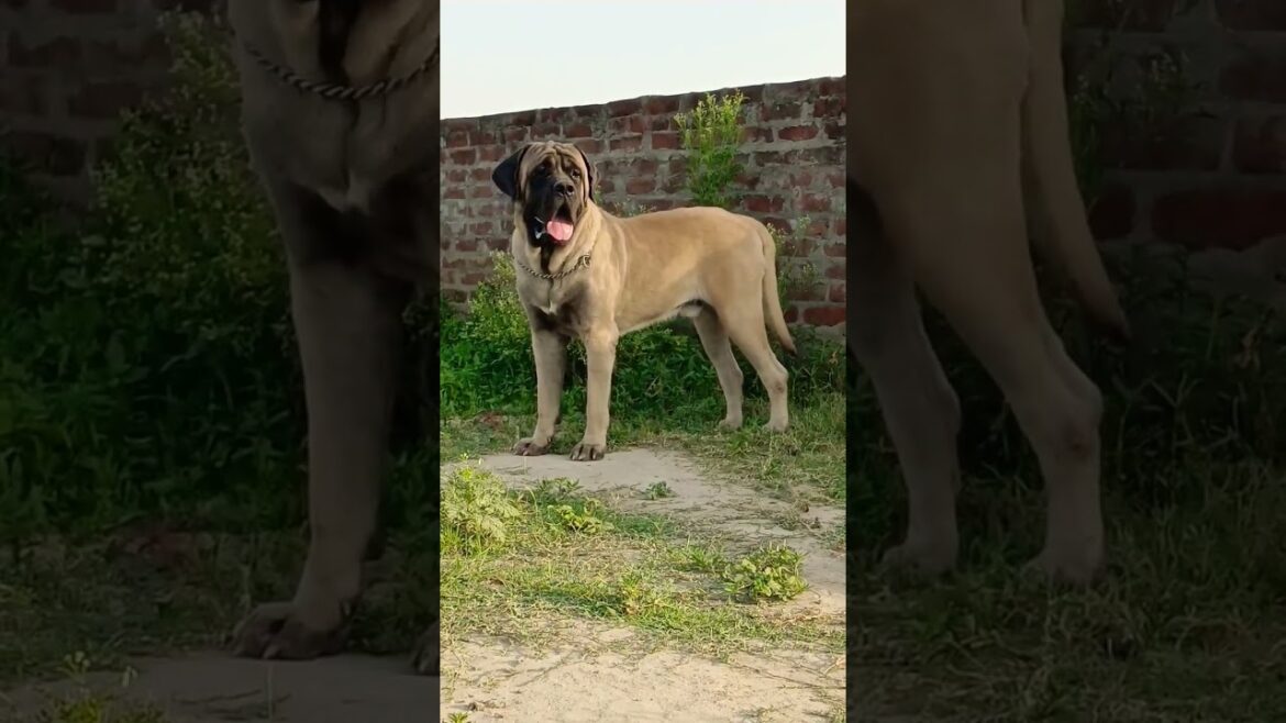 Biggest English mastiff // #mastiff #viral #corado #dog