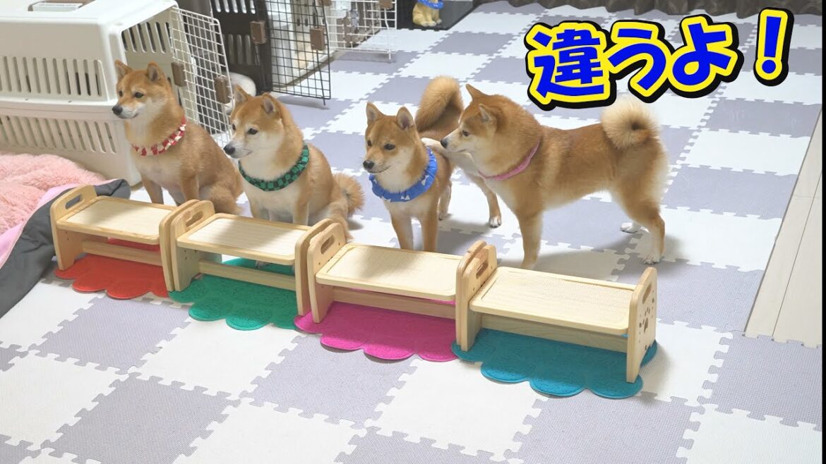 席を間違った子犬の肩をたたき、間違いを指摘する柴犬が人間のようで驚きました。