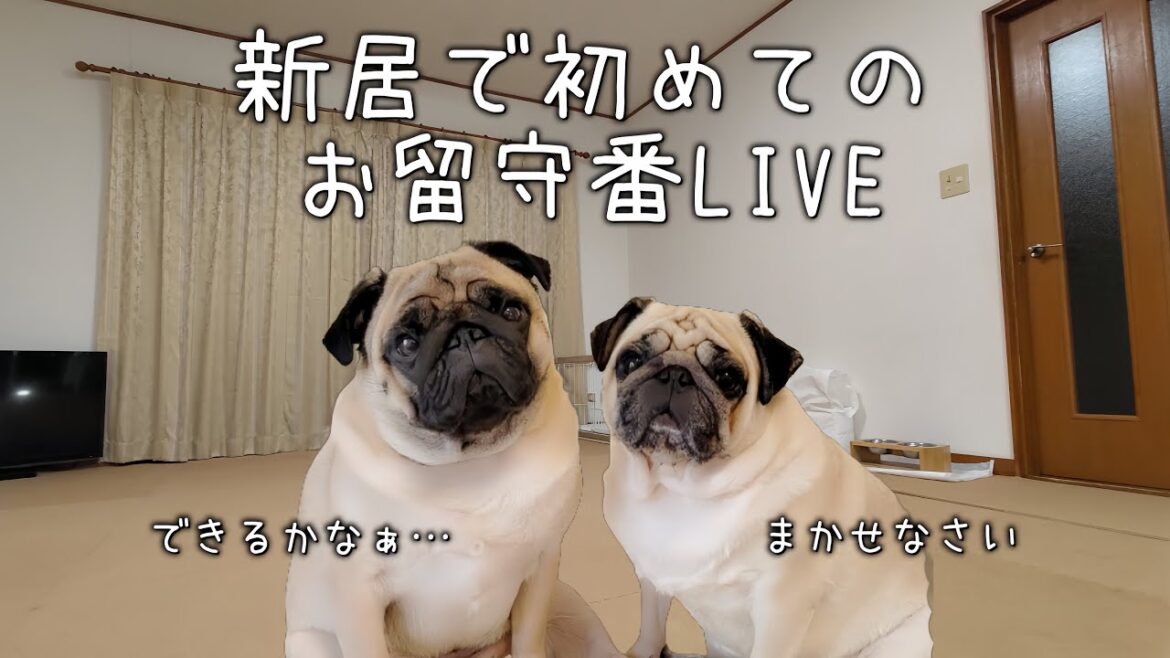 ケンタッキーで新発売の月見バーガー買ってくるのでワンコを見守ってて下さい