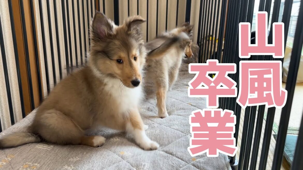 【シェルティ】山風卒業🌸【嬉しいね】